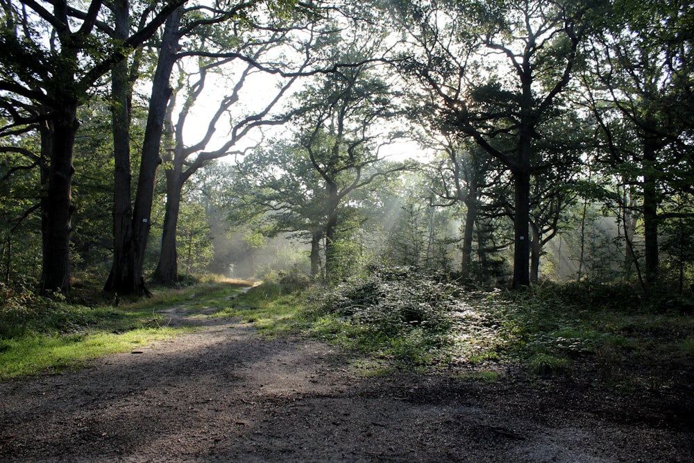 a dirt road in the middle of a forest