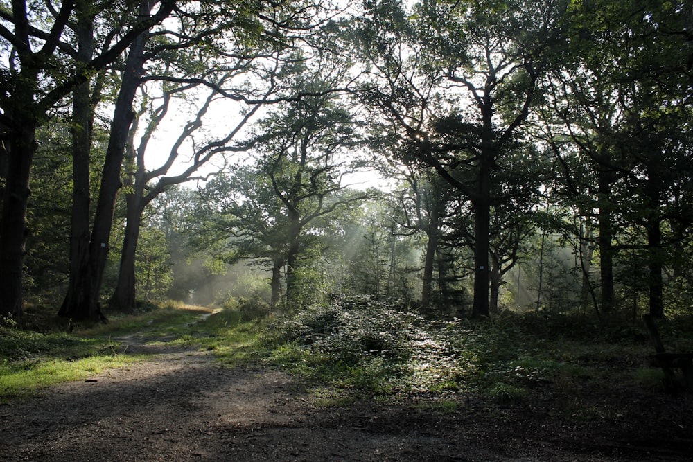 a dirt road in the middle of a forest