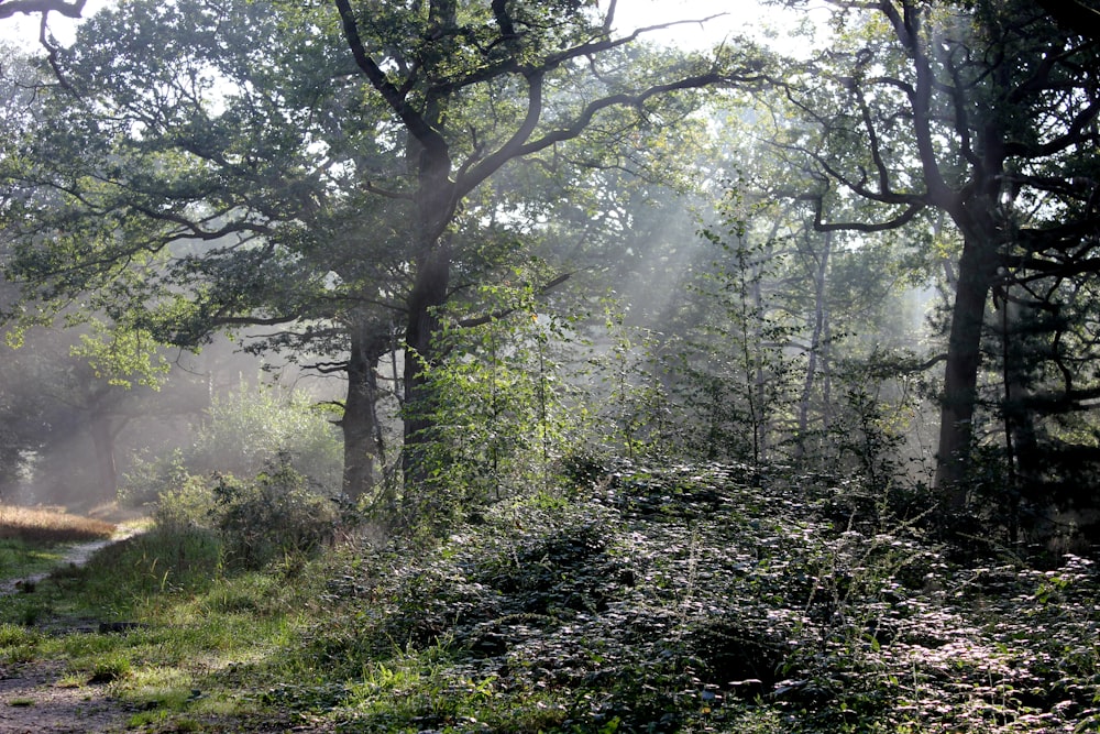 the sun shines through the trees in the forest