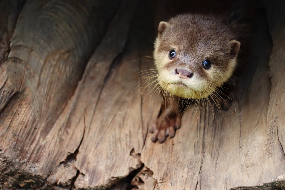 a close up of a small animal on a tree