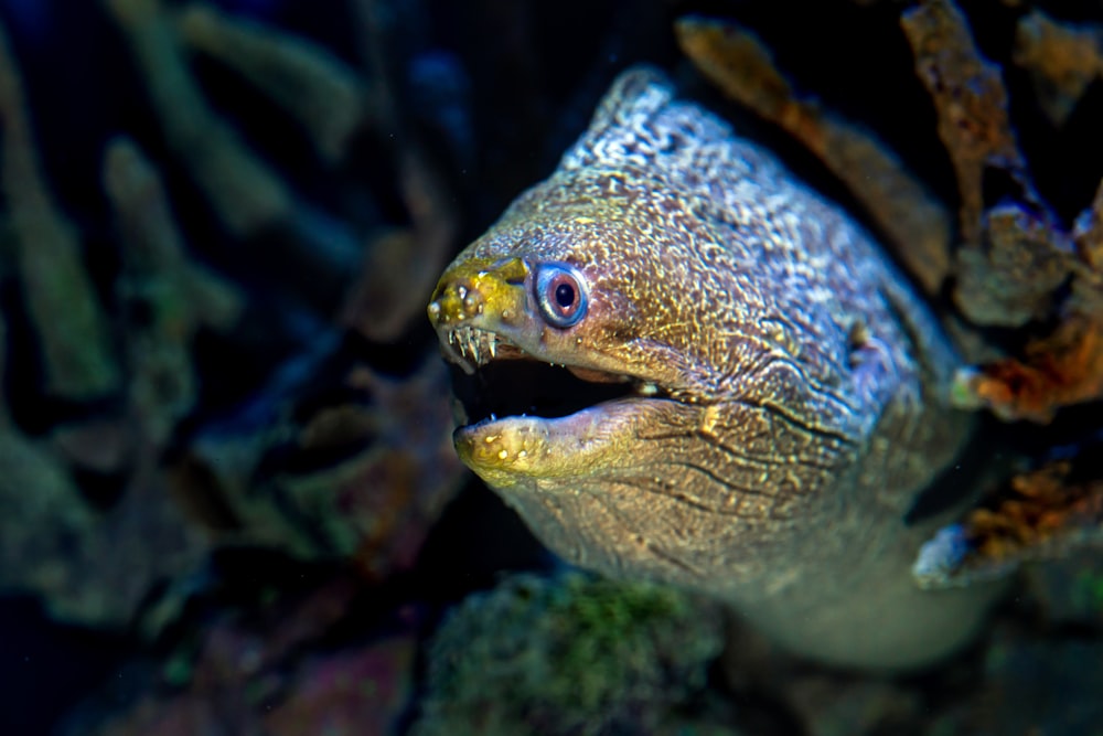 a close up of a fish with its mouth open