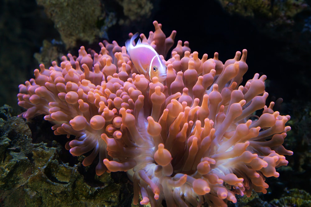 Una anémona de mar naranja y blanca en un coral