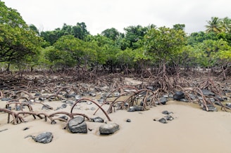 a bunch of trees that are laying in the sand