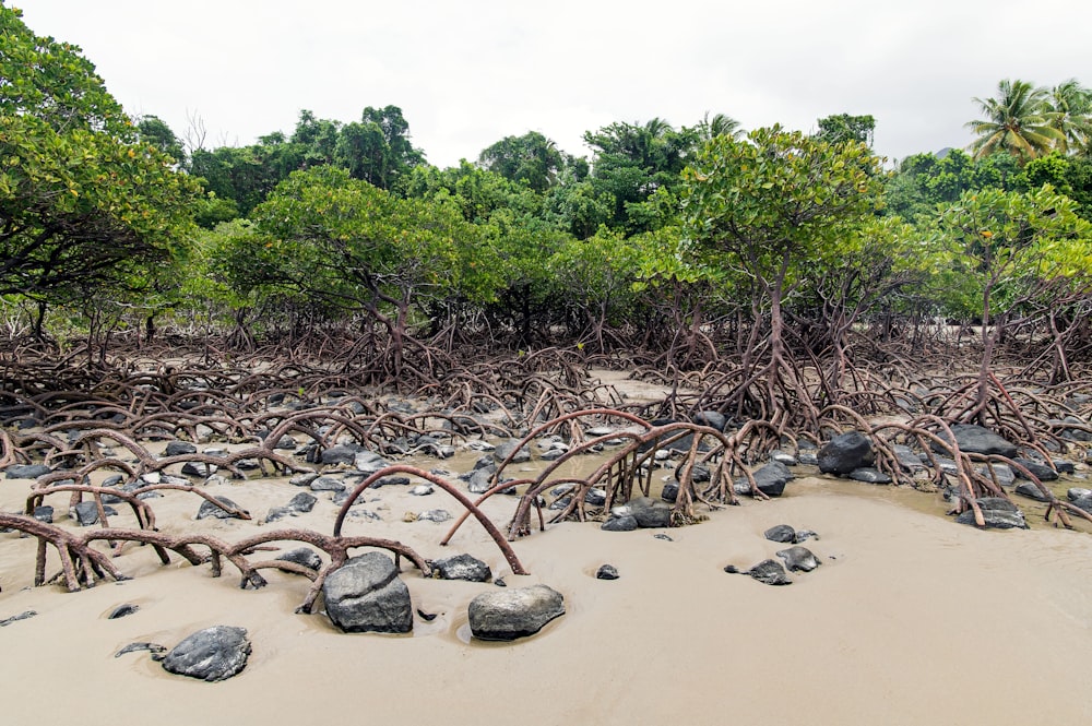 a bunch of trees that are laying in the sand