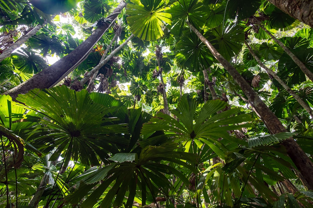 a lush green forest filled with lots of trees