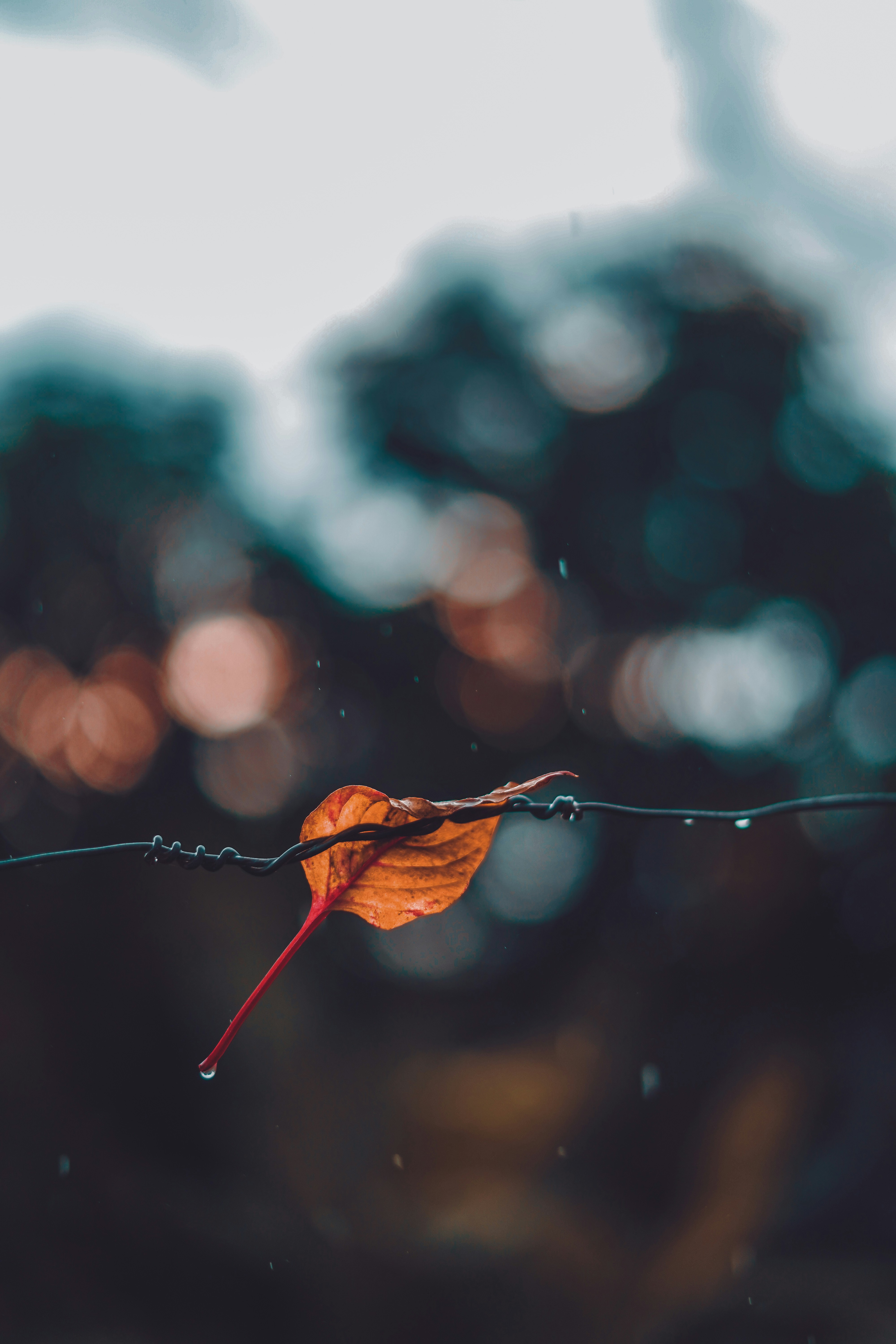 Photo by monishaselv