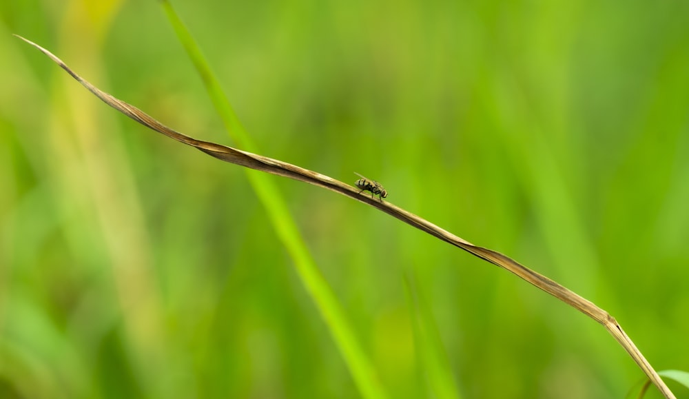 a small insect is sitting on a thin branch