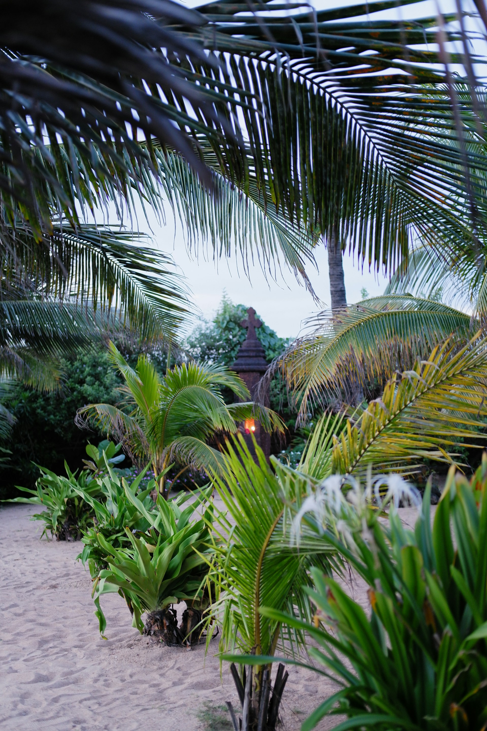 a couple of palm trees sitting next to each other