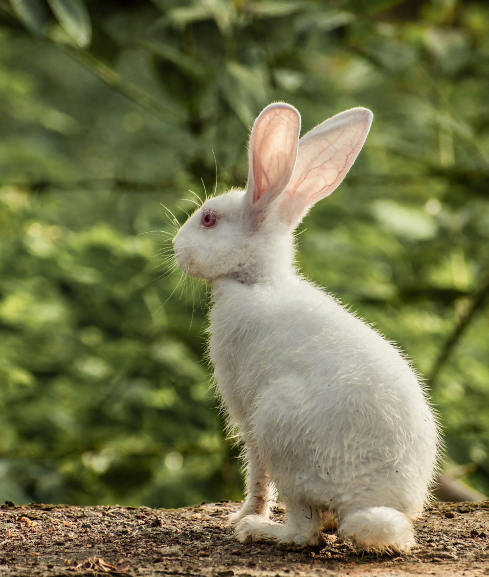 a white rabbit sitting on top of a dirt field