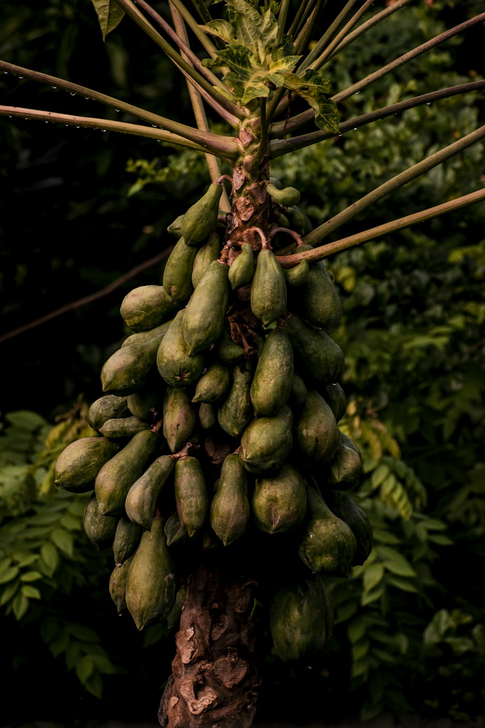 a bunch of unripe bananas hanging from a tree