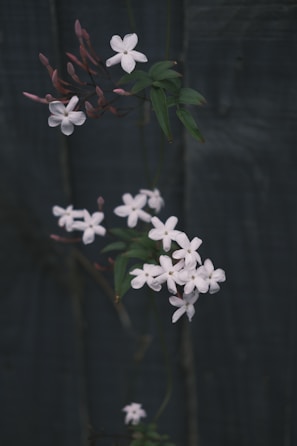 Delicate jasmine flowers in full bloom with soft white petals against dark foliage.