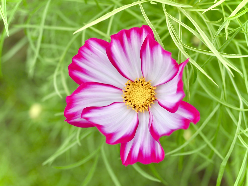a pink and white flower sitting on top of a lush green field