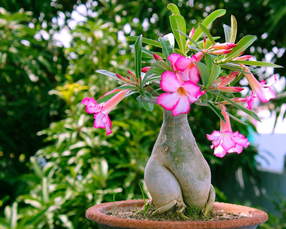 una pianta in vaso con fiori rosa in esso