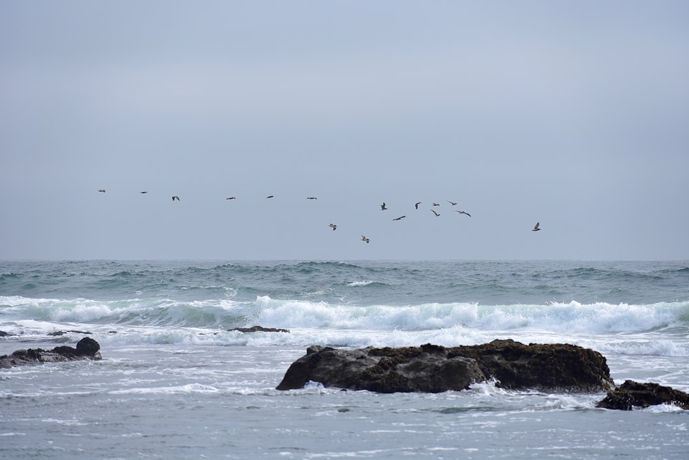 Una bandada de pájaros volando sobre el océano