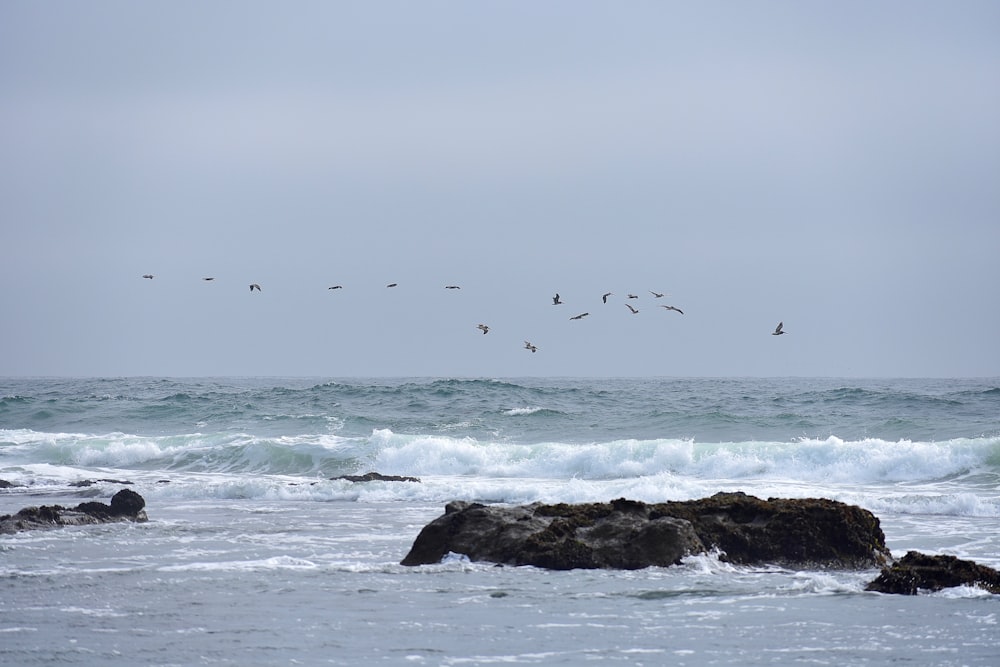 a flock of birds flying over the ocean