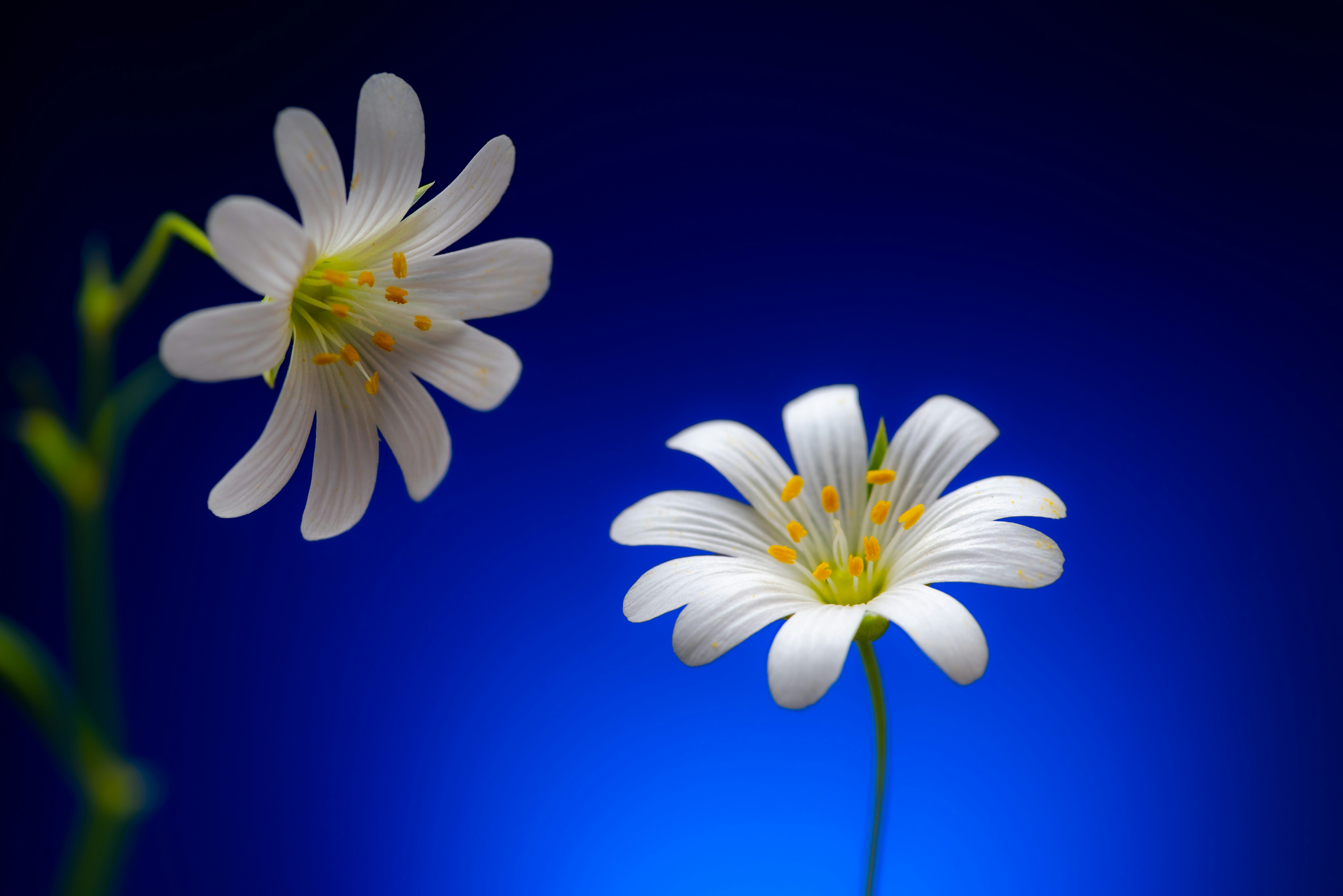 astonishing teams background