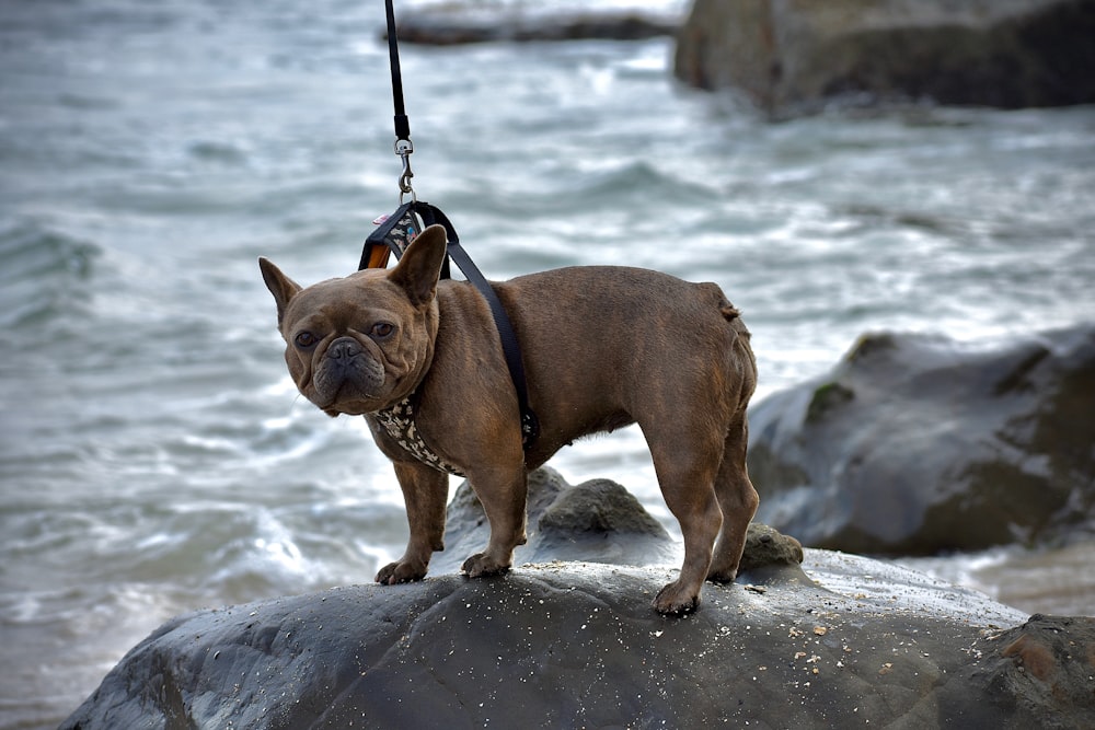 Un pequeño perro marrón parado encima de una roca