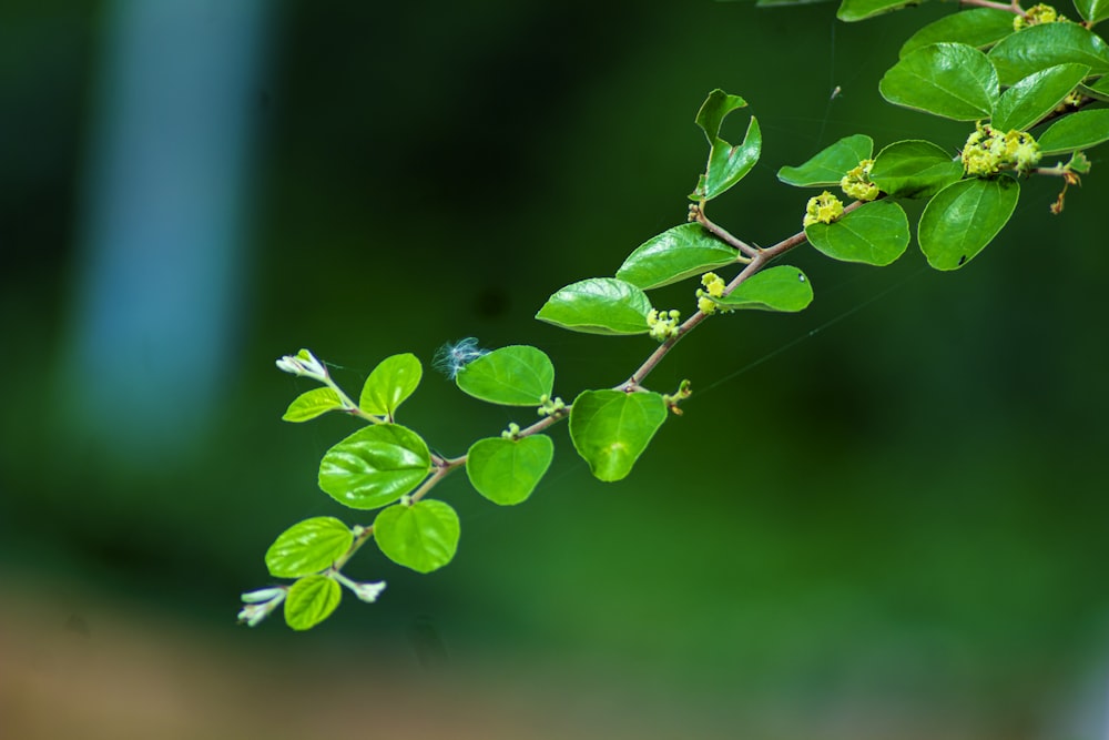 a branch of a tree with green leaves