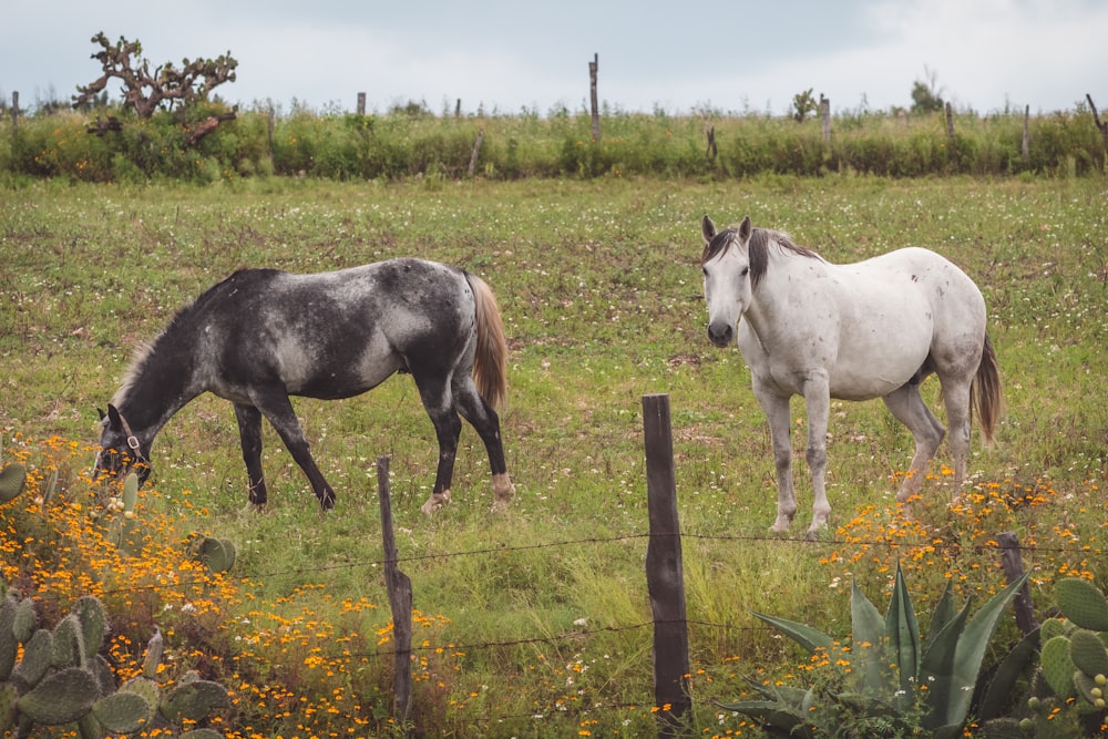 a couple of horses that are standing in the grass
