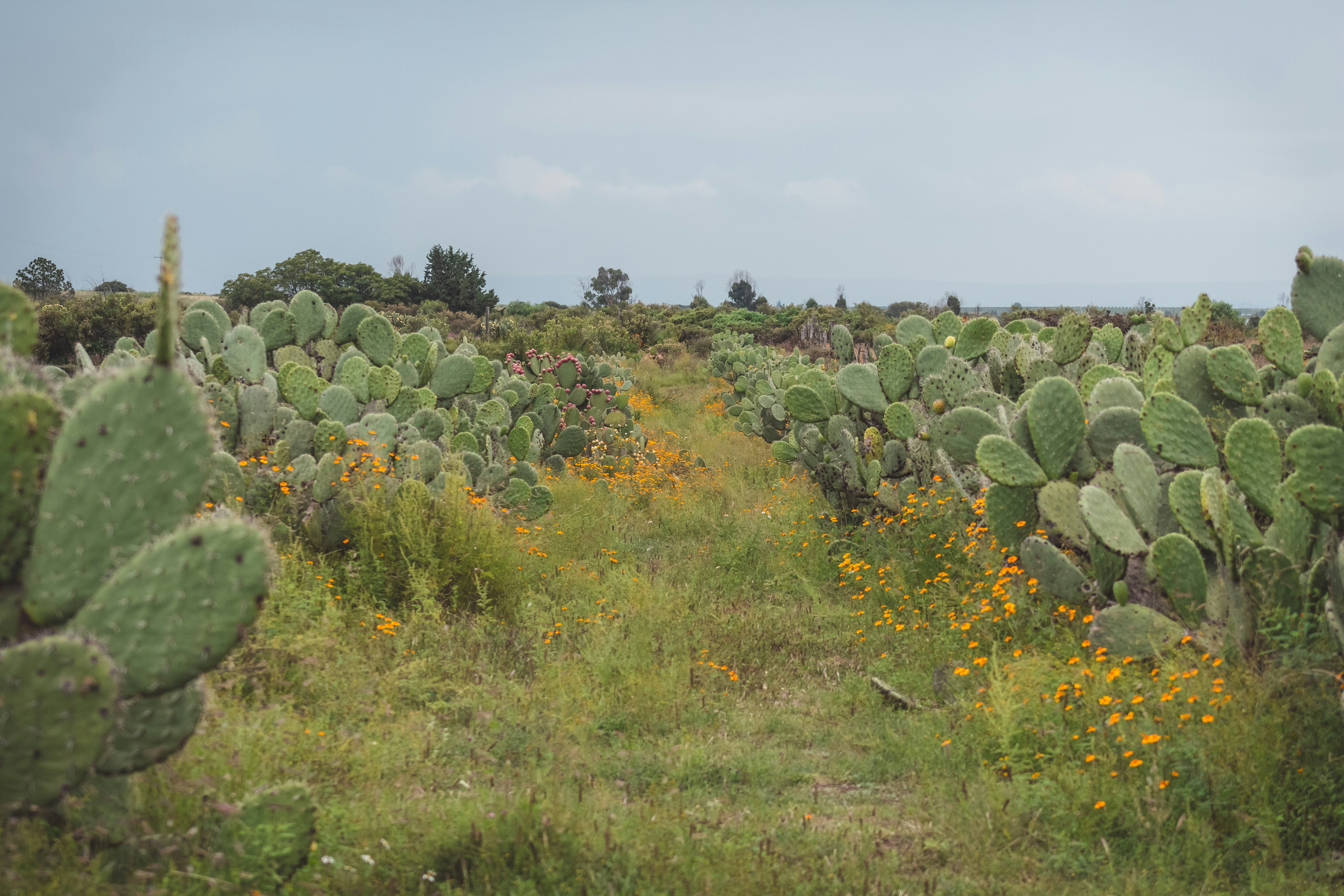 a field full of green plants and yellow flowers