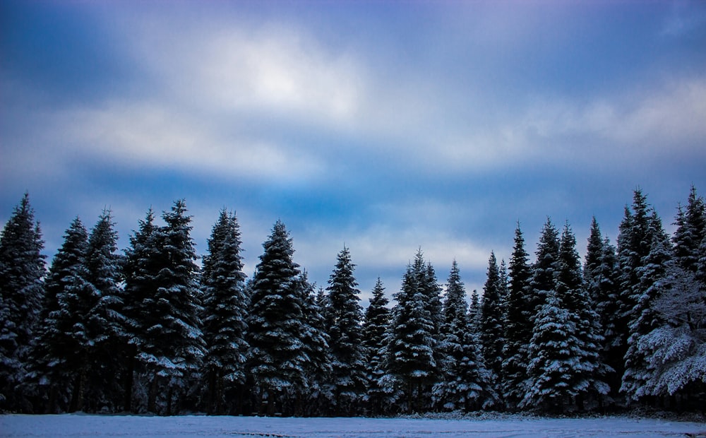 Un groupe d’arbres couverts de neige sous un ciel nuageux