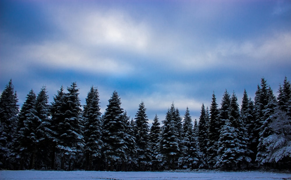 a group of trees covered in snow under a cloudy sky