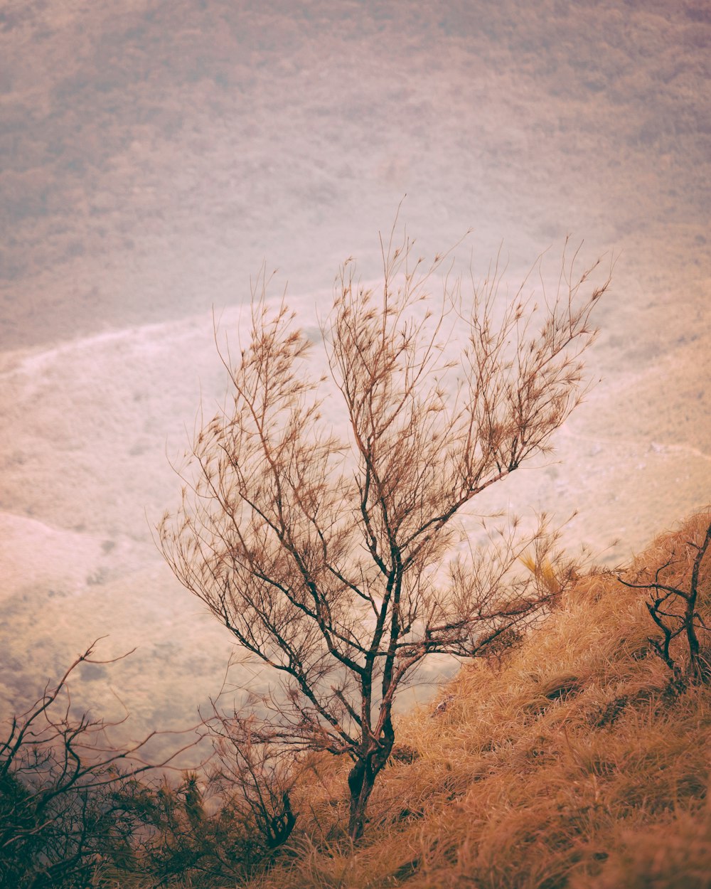 a lone tree on the side of a hill