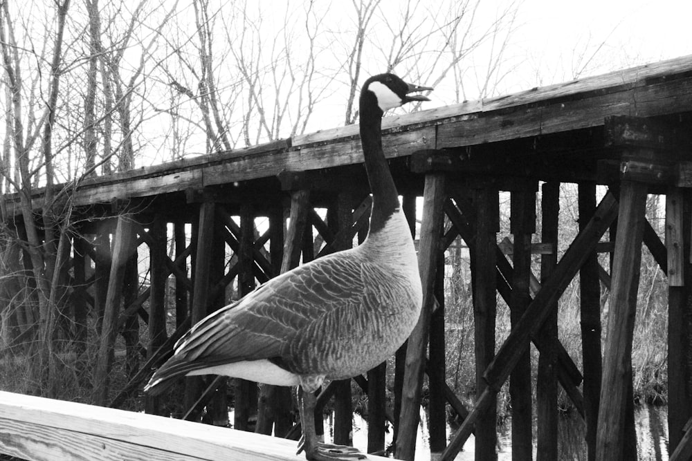 a goose is standing on a wooden bridge