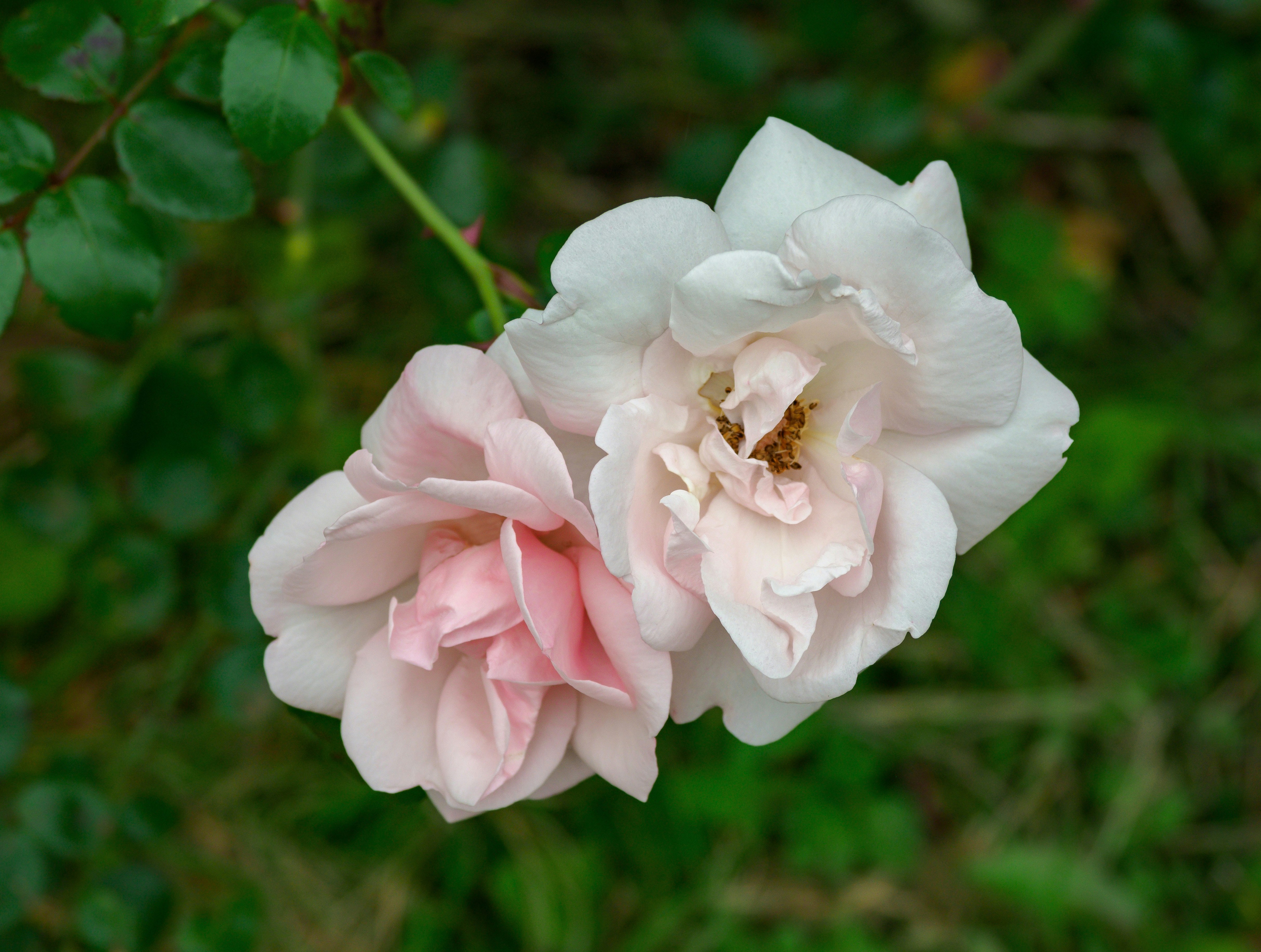 Photo by brett_jordan