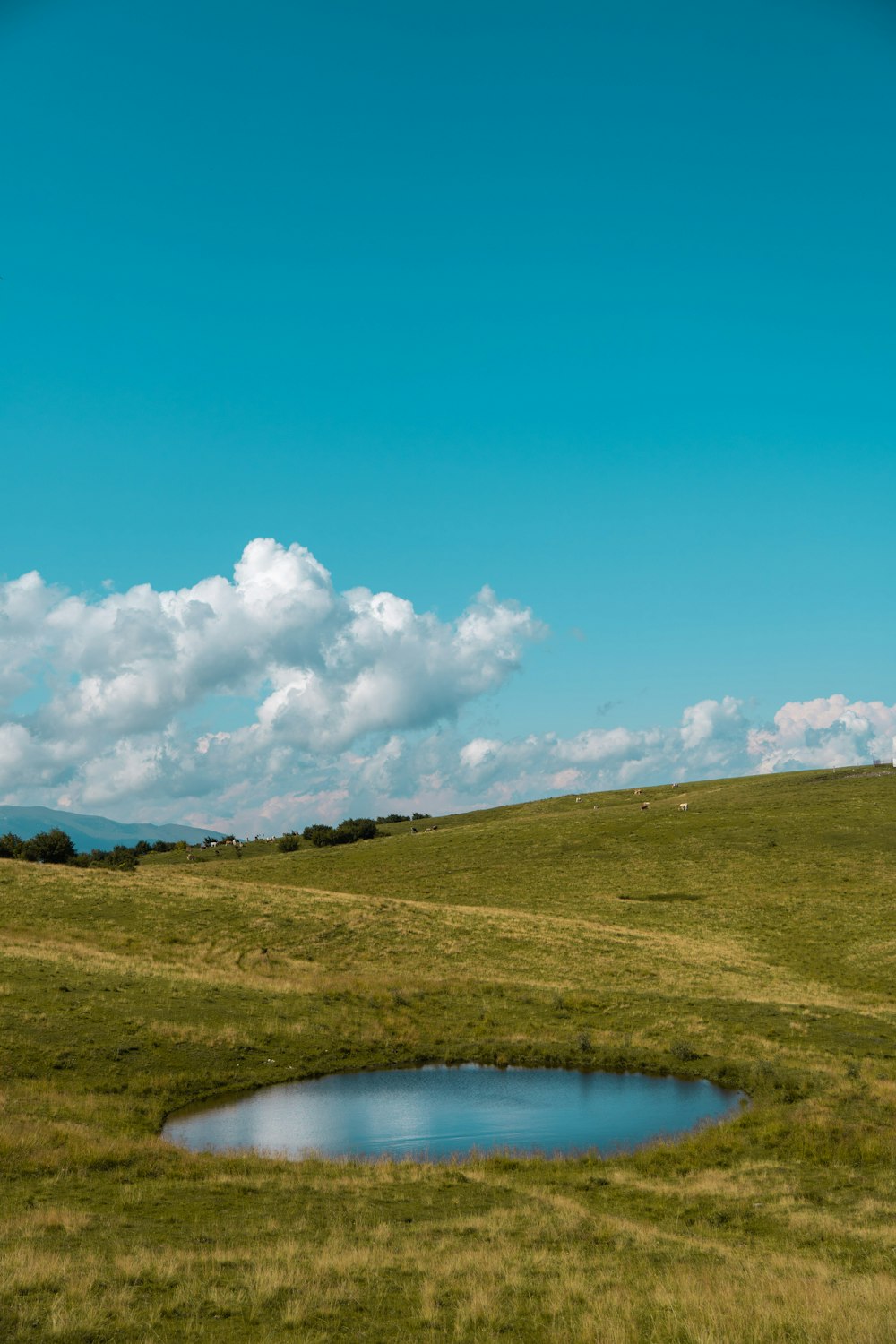 a field with a small pond in the middle of it