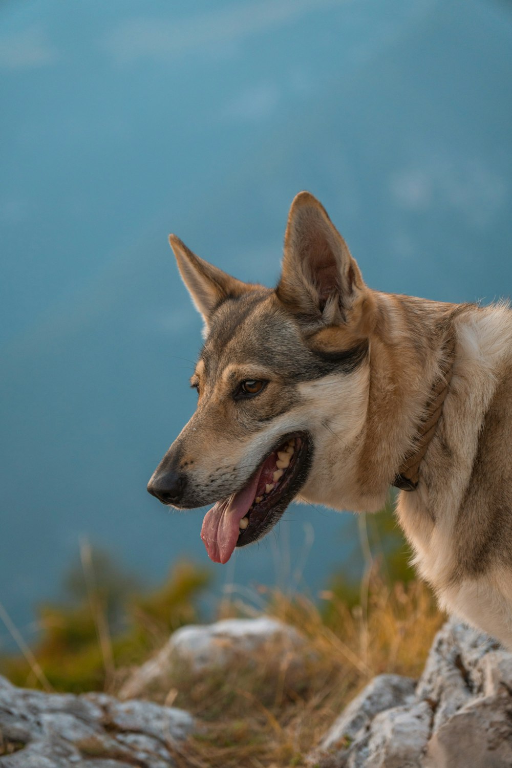 a dog with its mouth open standing on a rock