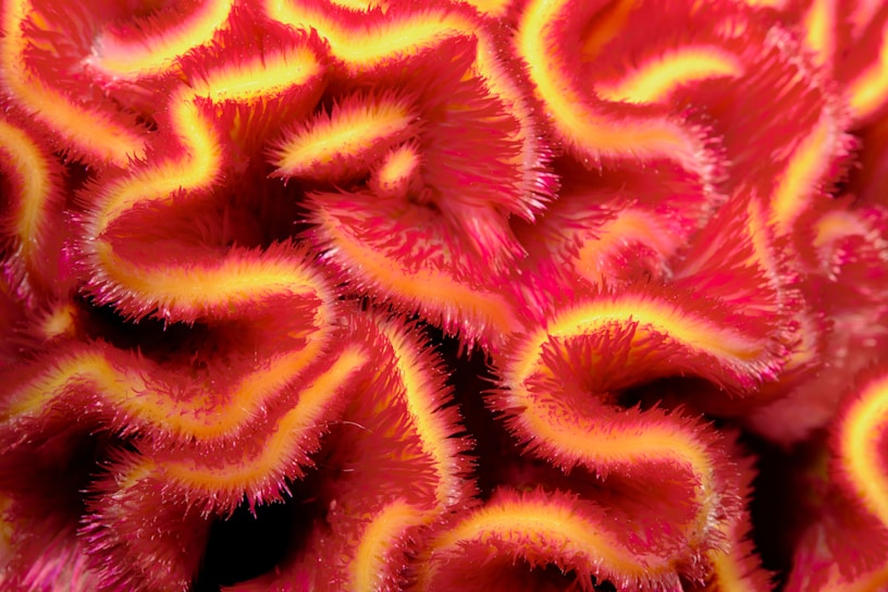 A close-up image of vibrant, wavy, and soft coral-like structures with intricate, detailed patterns. The shapes are dynamic and give an impression of movement.