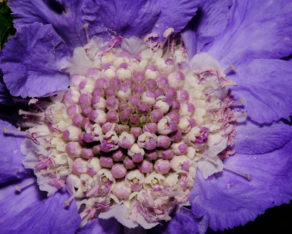 a close up of a purple and white flower