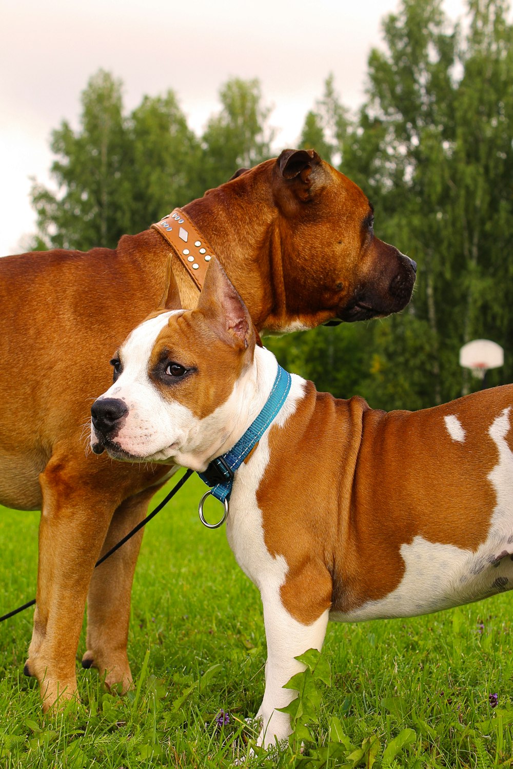 two brown and white dogs standing on top of a lush green field