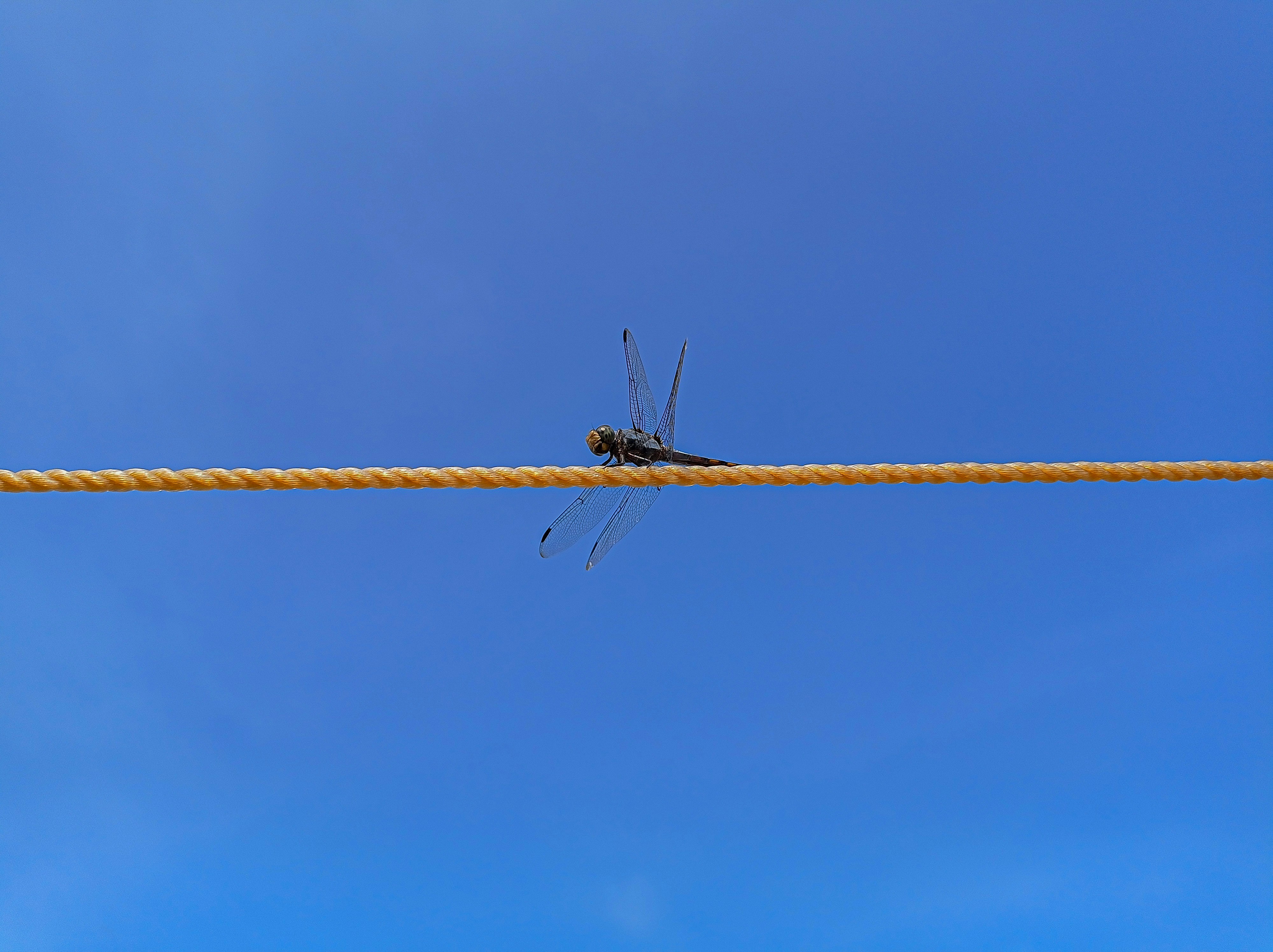 A dragon fly sitting on a rope against a blue sky photo – Free Animal ...