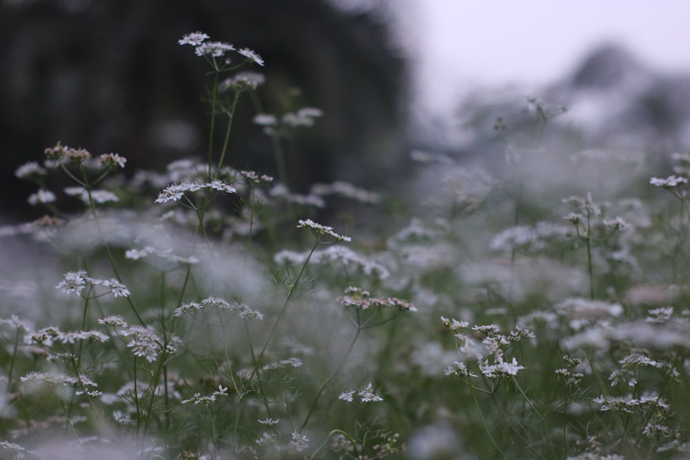 a bunch of white flowers in a field