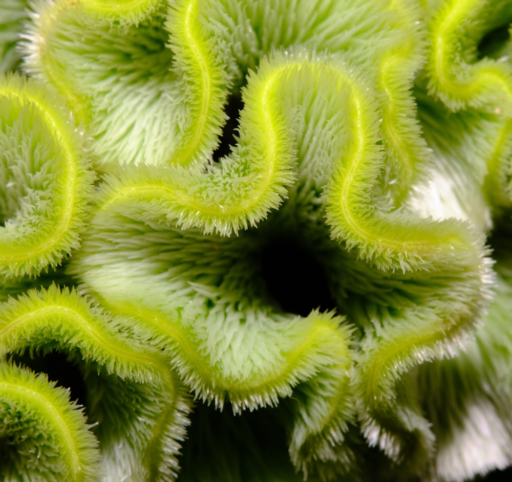 a close up of a green and white plant