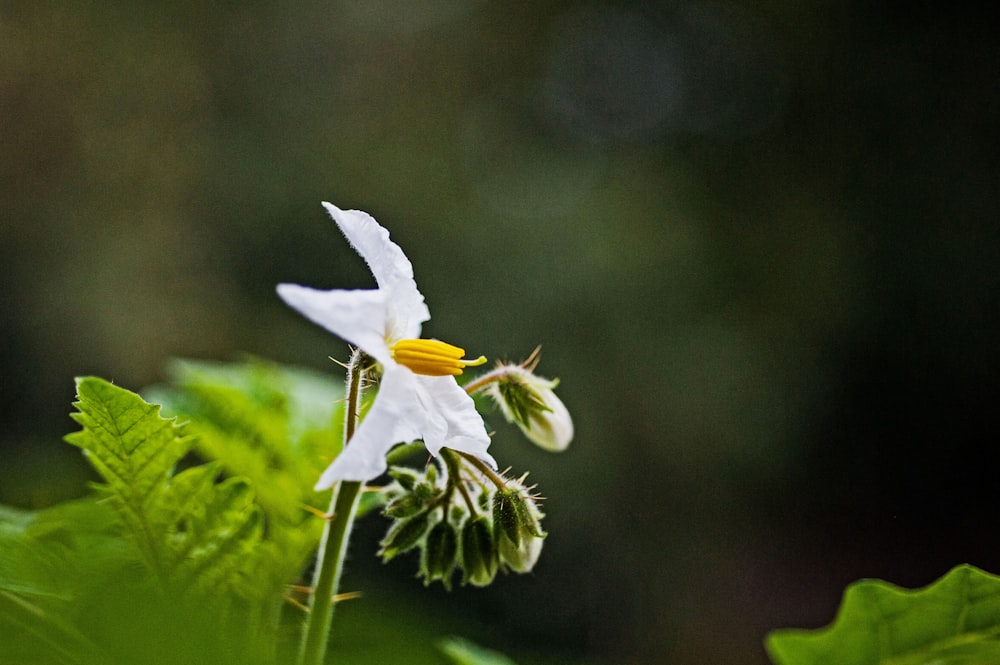 a close up of a white flower on a plant