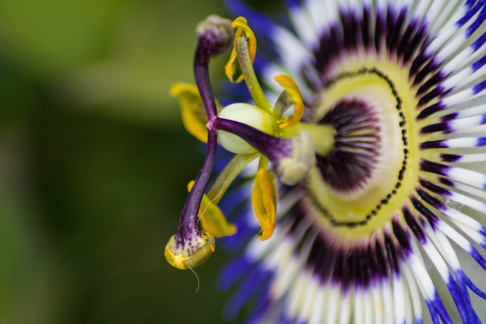 a close up of a purple and white flower