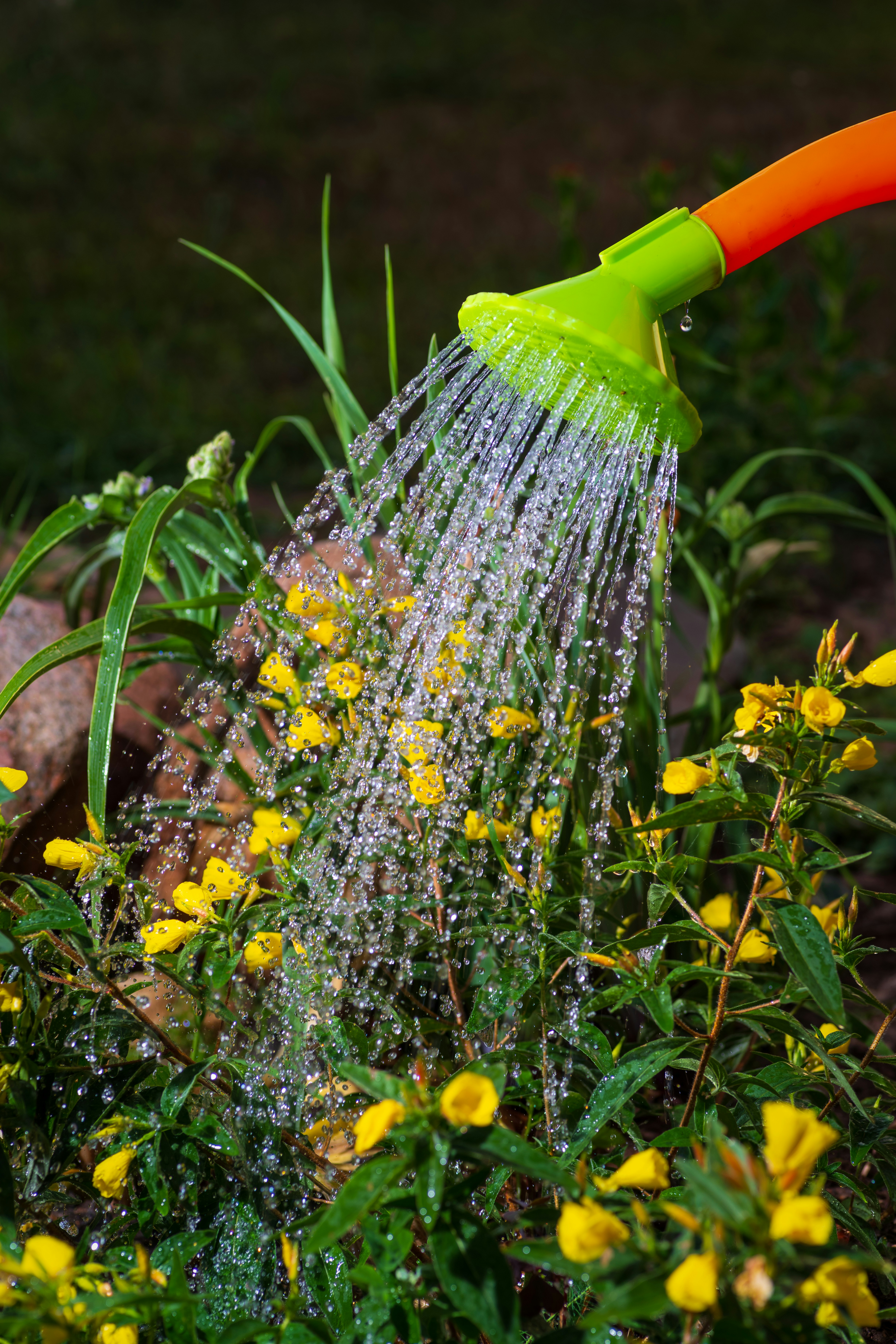 Watering can over flowerbed as part of spring landscaping.