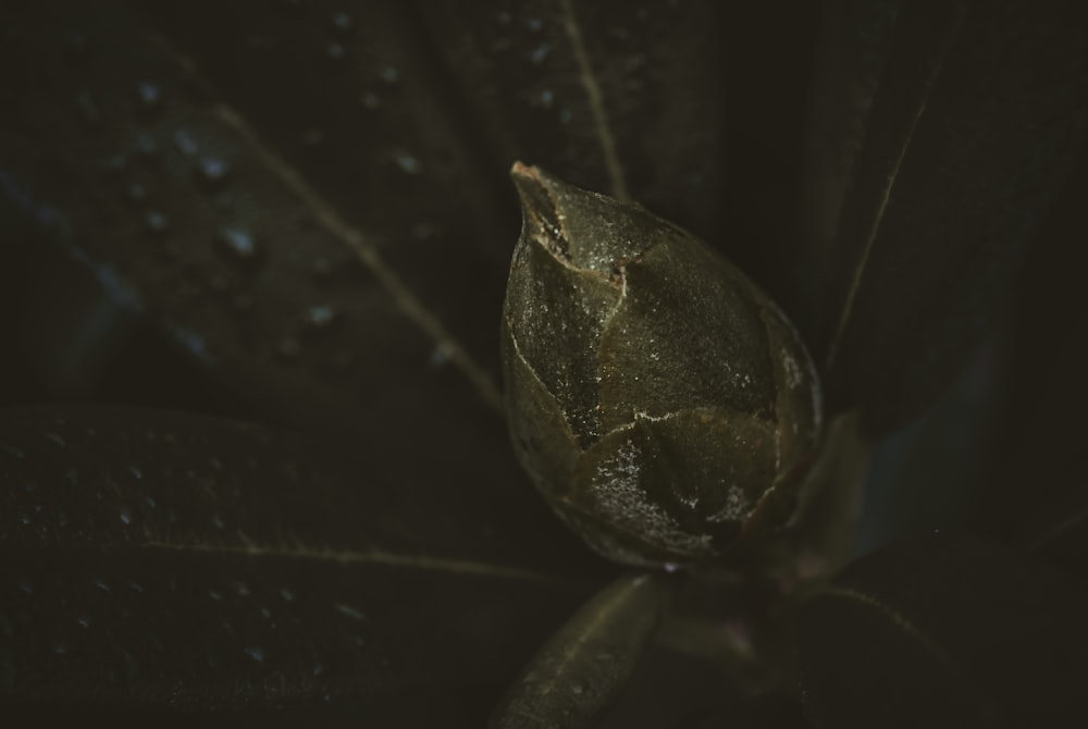 a close up of a leaf with drops of water on it