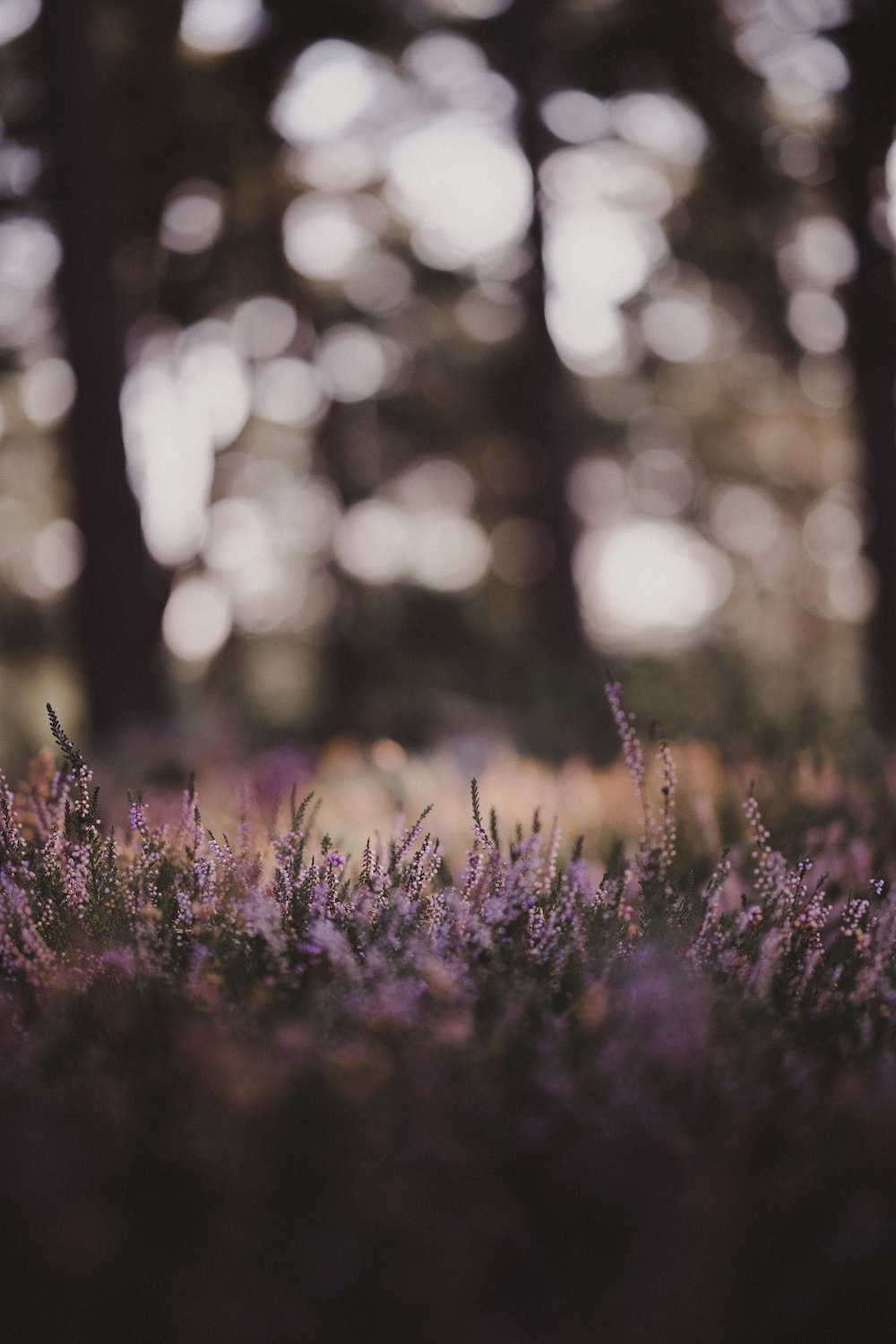 a field of purple flowers with trees in the background