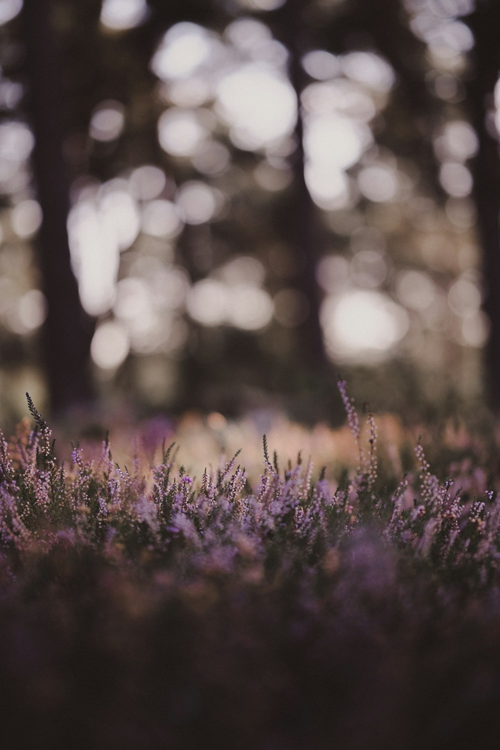 ein Feld aus lila Blumen mit Bäumen im Hintergrund