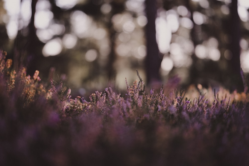 a field of purple flowers with trees in the background