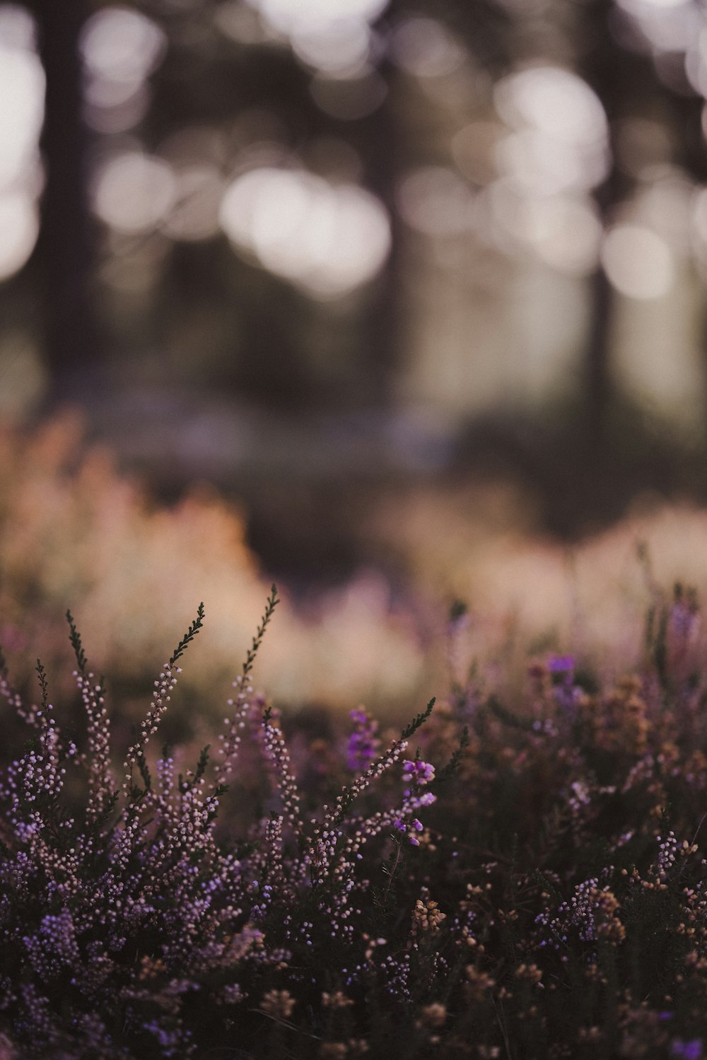 a field of purple flowers with trees in the background