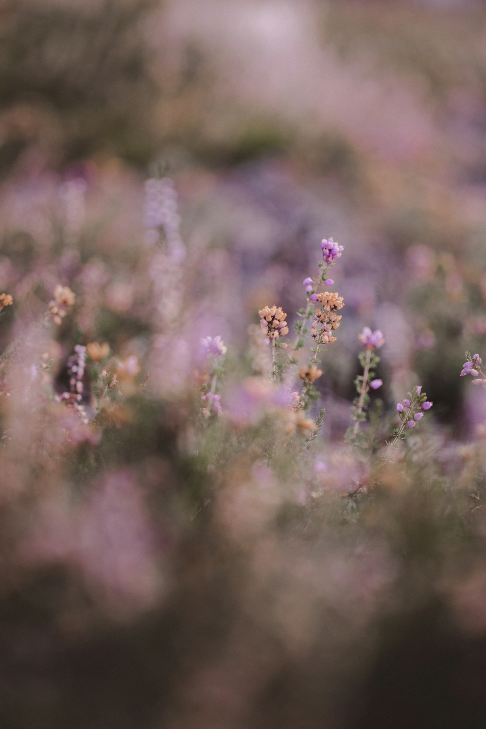 a field full of purple and yellow flowers