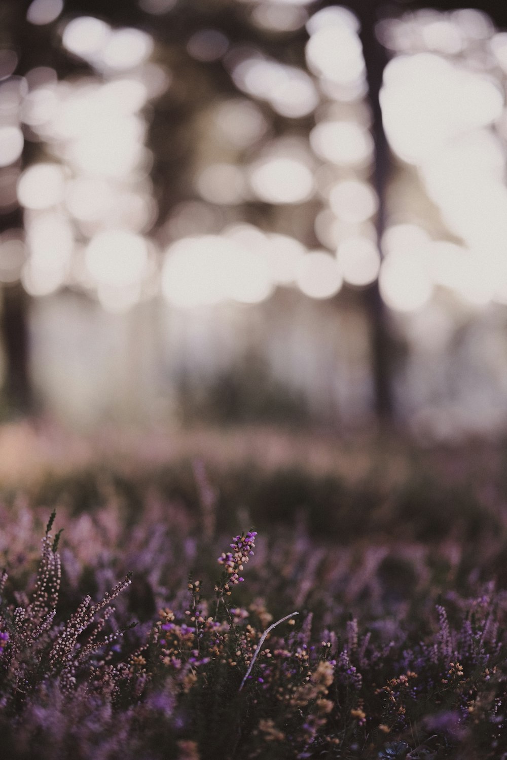 a field of purple flowers with trees in the background