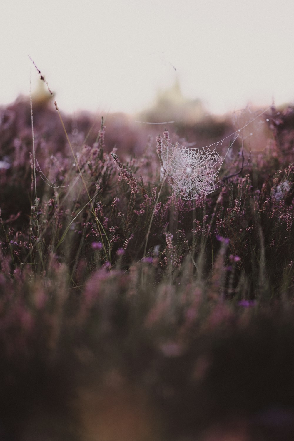 a spider web in the middle of a field of purple flowers