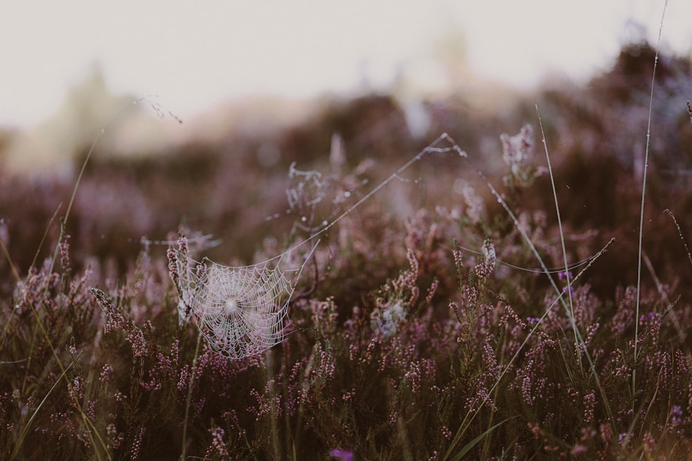 a spider web in the middle of a field of flowers