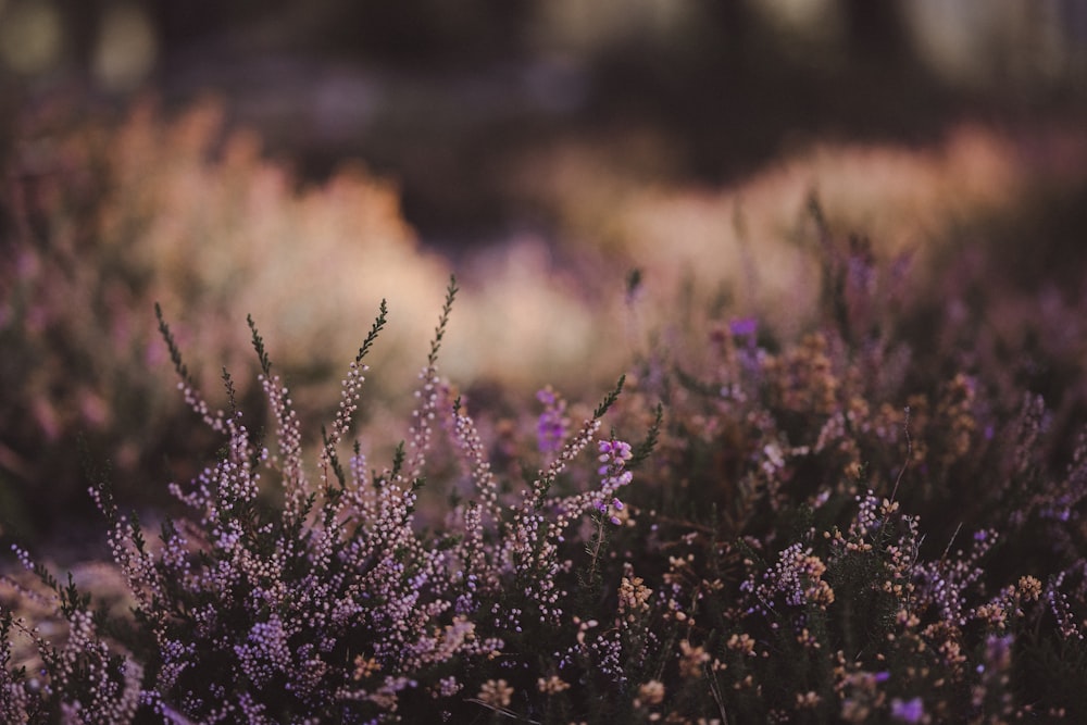 a close up of a field of purple flowers